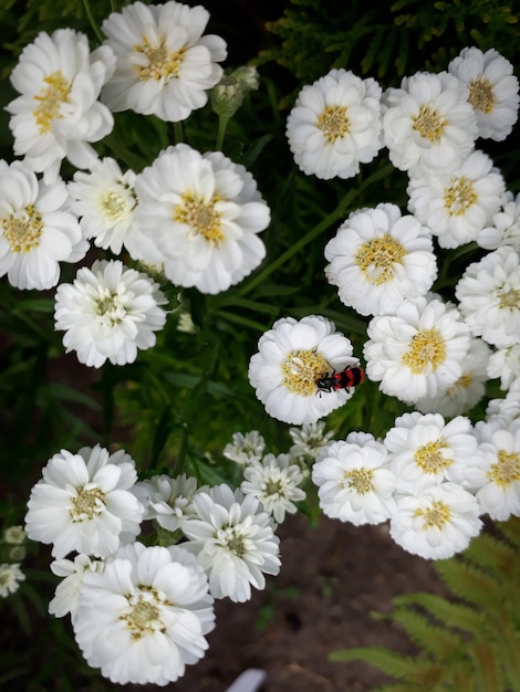 Foto close-up van witte madeliefjesbloemen