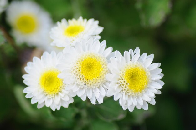 Foto close-up van witte madeliefjesbloemen