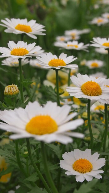 Close-up van witte madeliefjesbloemen