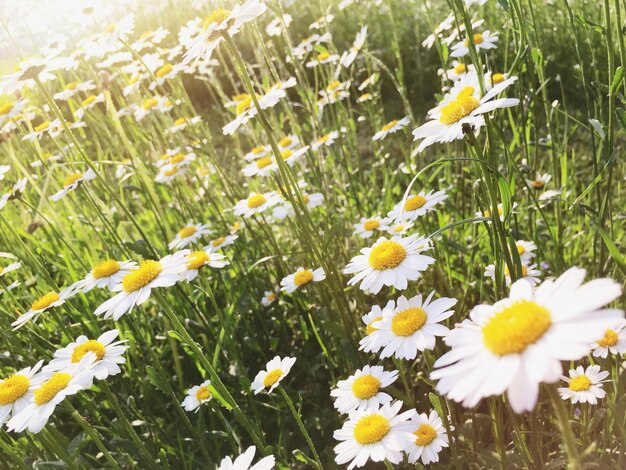 Close-up van witte margrietbloemen die in het veld bloeien