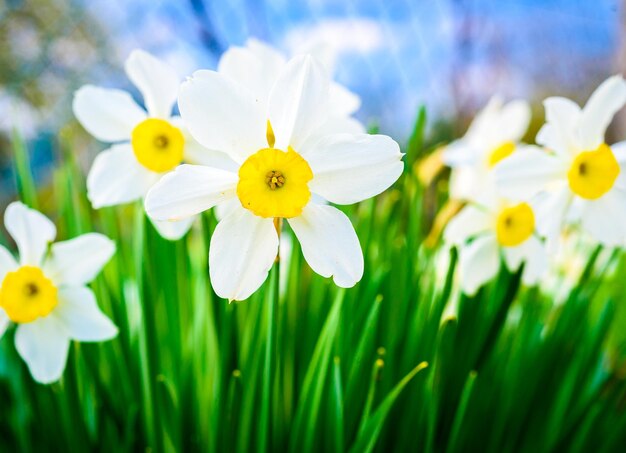 Foto close-up van witte narcissusbloemen