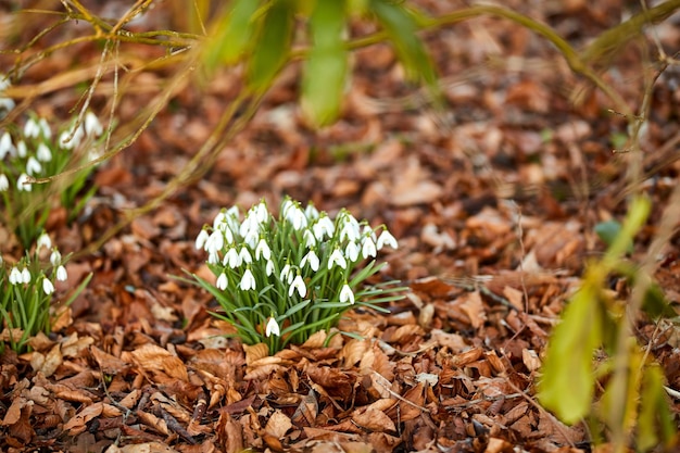 Close-up van witte natuurlijke lentebloemen die bloeien in weelderige groene huistuin of achtertuin Textuur en detail van gewone sneeuwklokjesplanten die bloeien in aangelegde tuinweide of afgelegen plattelandsbos