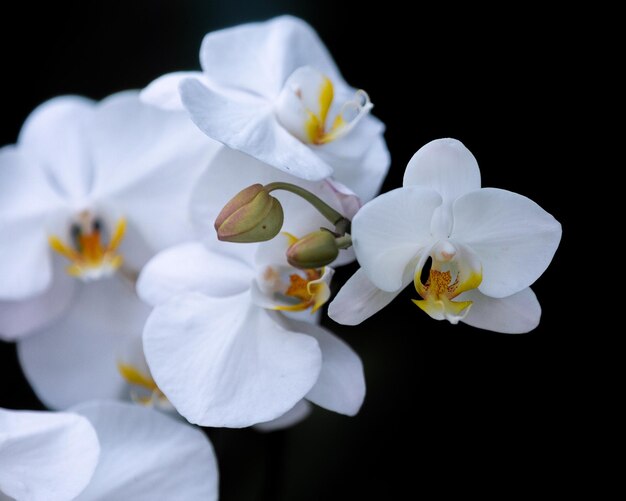 Foto close-up van witte orchideeën tegen een zwarte achtergrond