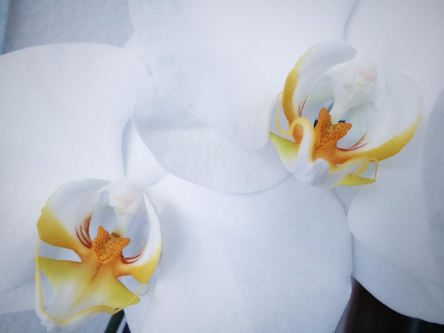 Close-up van witte orchideeën
