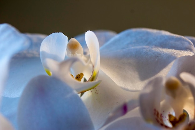 Close-up van witte orchideeën