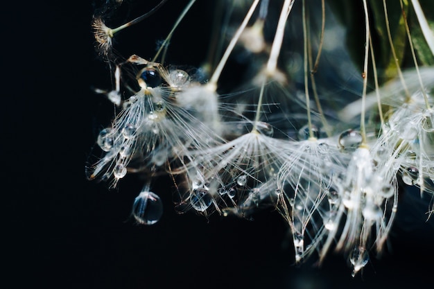 Close-up van witte paardebloempluis met waterdruppels