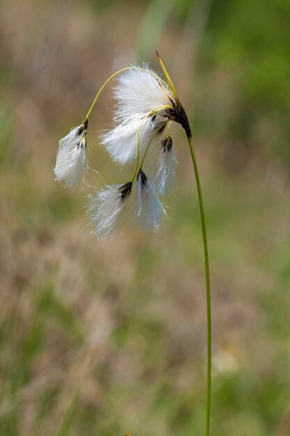 Foto close-up van witte paardenbloem op het veld