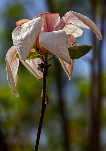 Foto close-up van witte roos