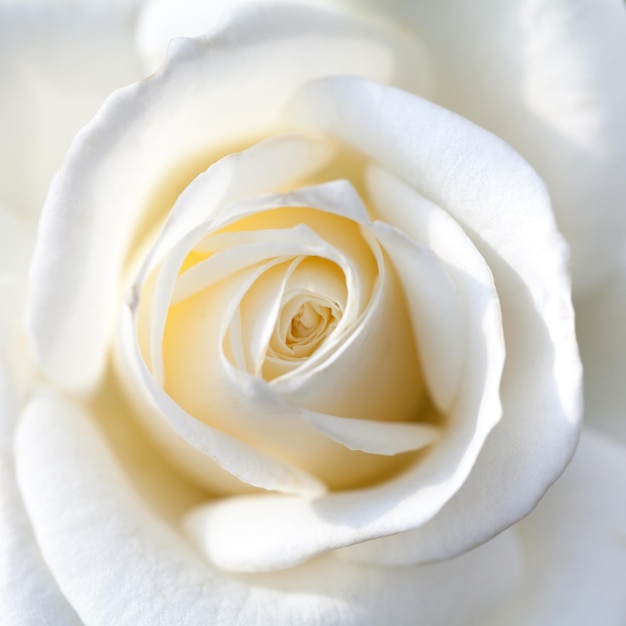 Close up van witte roos