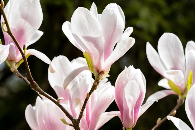 Foto close-up van witte roze bloemen