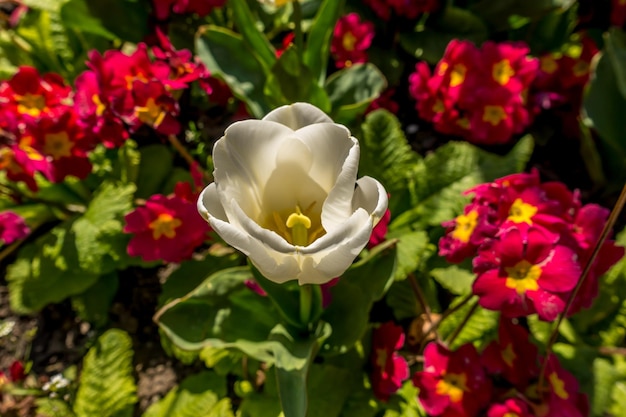 Foto close-up van witte rozen