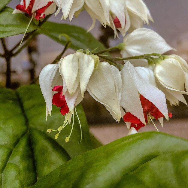 Close-up van witte rozen