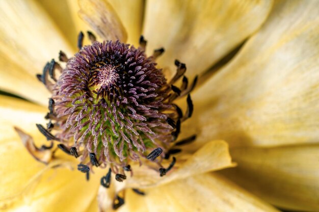 Close-up van witte rozenblaadjes