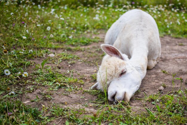 Foto close-up van witte schapen op het gras