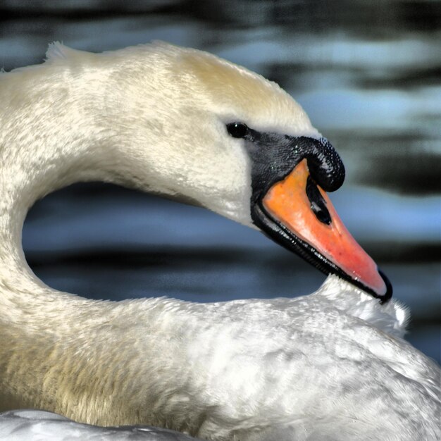 Foto close-up van witte vogel