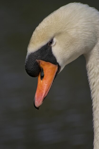 Close-up van witte vogels