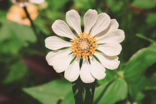 Close up van witte zinnia bloemen met gele nectar