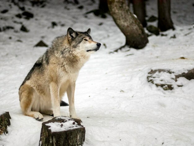 Foto close-up van wolven op sneeuw