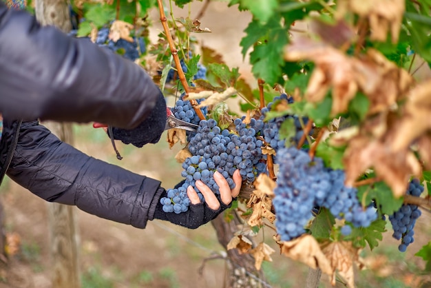 Close-up van Worker's Handen Rode Druiven Snijden Van Wijnstokken Tijdens De Wijnoogst In Moldavië Wijngaard.