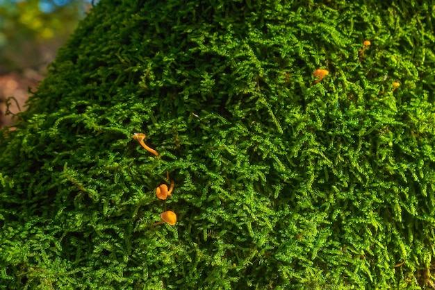 Close-up van Xeromphalina-campanellapaddestoelen