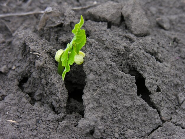 Close-up van zaailing van boon die uit de grond groeit