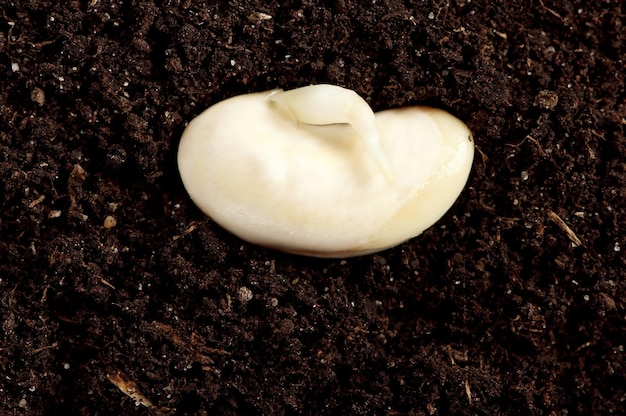 Close-up van zaailing van een snijboon die in de bodem groeit