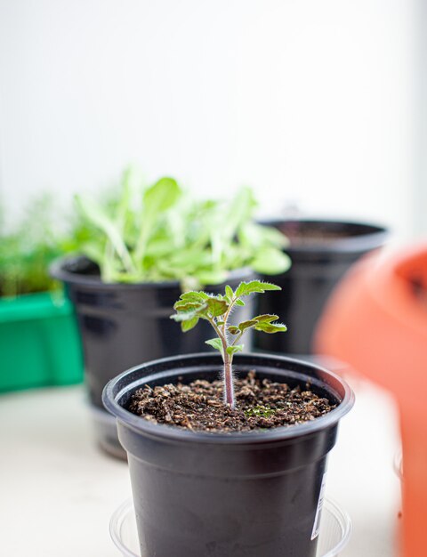 Close-up van zaailingen van groene kleine dunne bladeren van een tomatenplant in een container die in het voorjaar binnenshuis in de grond groeit. Zaailingen op de vensterbank