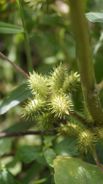 Close-up van zaden van Xanthium strumarium, ook bekend als Ditchbur, Noogoora, Common, Rough, Burweed, Europa