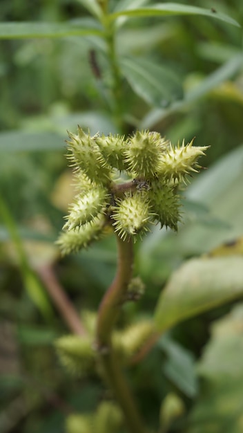 Close-up van zaden van Xanthium strumarium, ook bekend als Ditchbur, Noogora, Common, Rough, Burweed, Europa