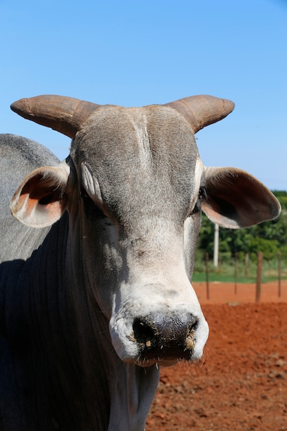 Close-up van zeboe stier van het ras Nelore