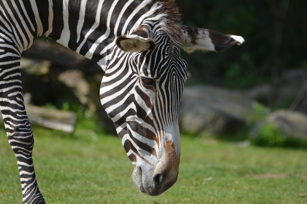 Foto close-up van zebra's op het veld