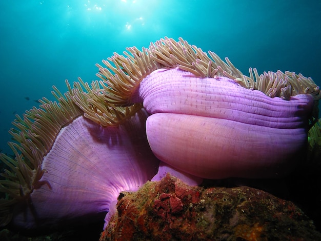 Close-up van zee-anemonen
