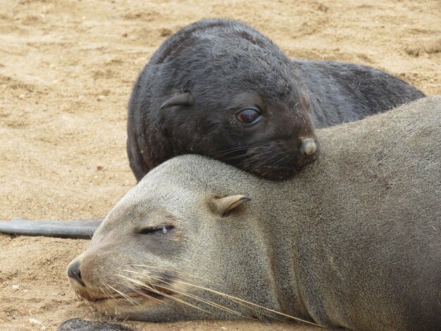 Foto close-up van zeehonden die buiten slapen