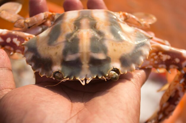 Close-up van zeekrab