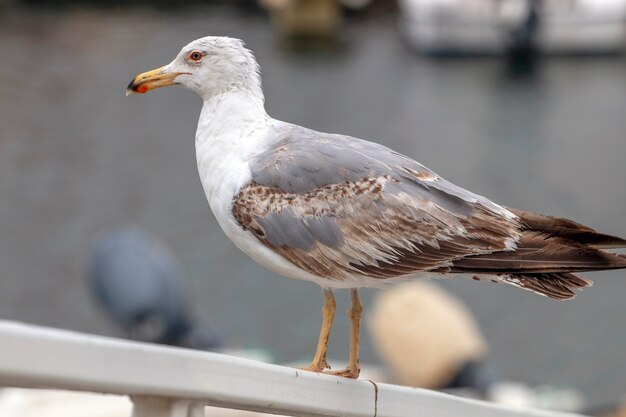 Close up van zeemeeuw vogel op een jachthaven kijken naar de vissersboten.