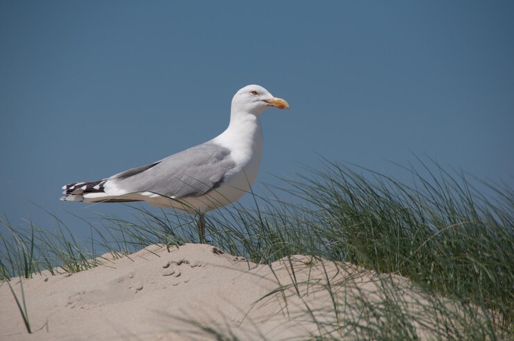 Foto close up van zeemeeuw