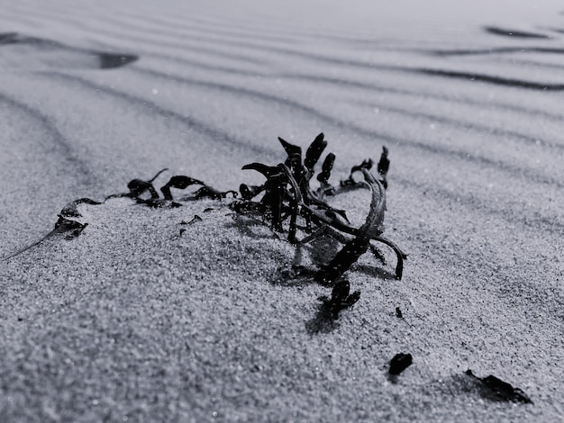 Foto close-up van zeewier op het strand