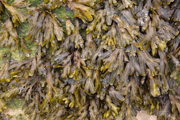 Close-up van zeewier op strand