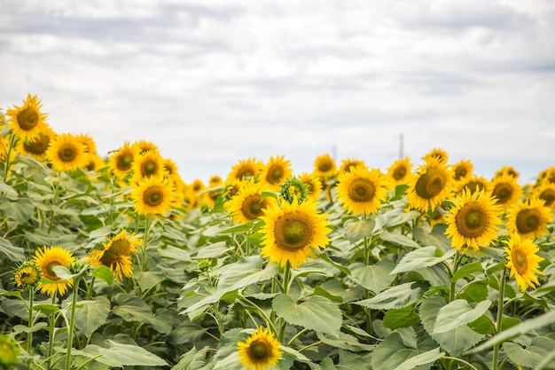 Close-up van zonnebloem en hemel