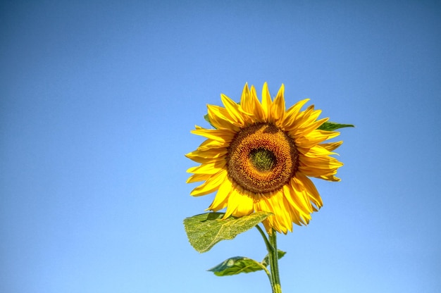 Close-up van zonnebloem tegen de blauwe hemel