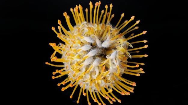 Close-up van zonnebloem tegen een zwarte achtergrond