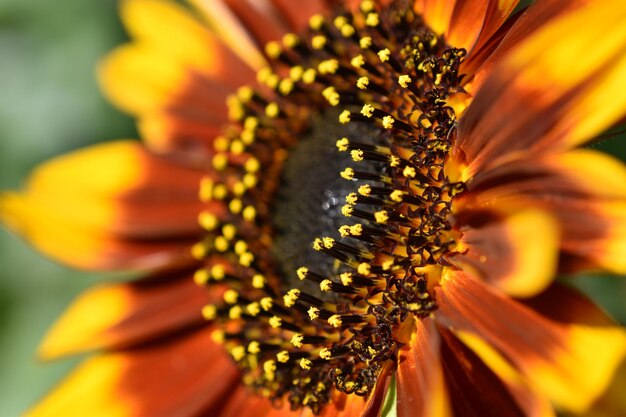 Foto close-up van zonnebloem