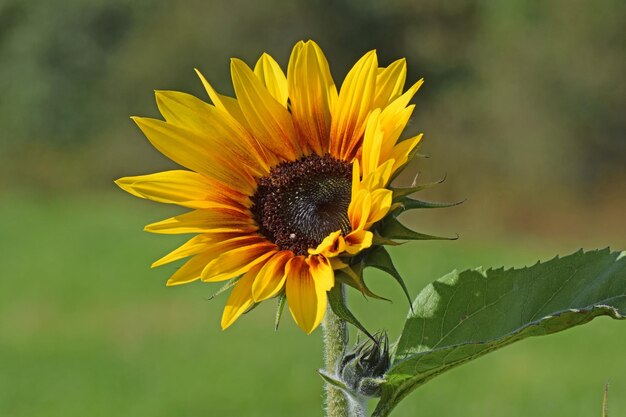 Foto close-up van zonnebloem