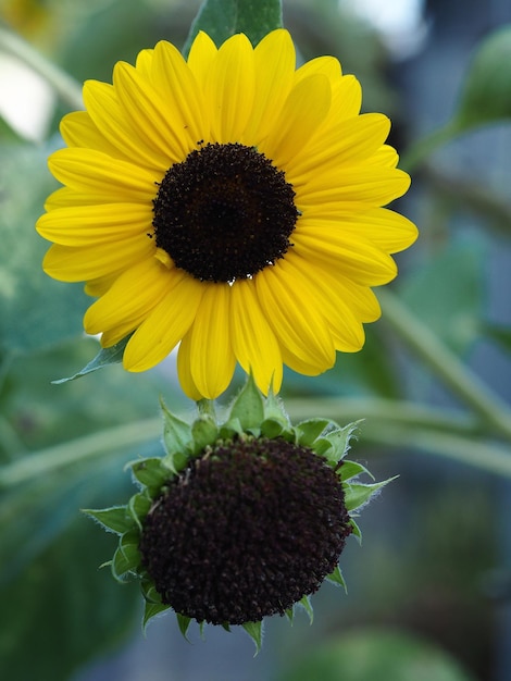 Foto close-up van zonnebloem