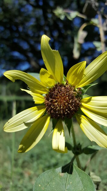 Foto close-up van zonnebloem