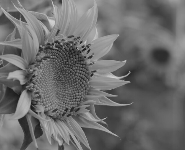 Foto close-up van zonnebloem