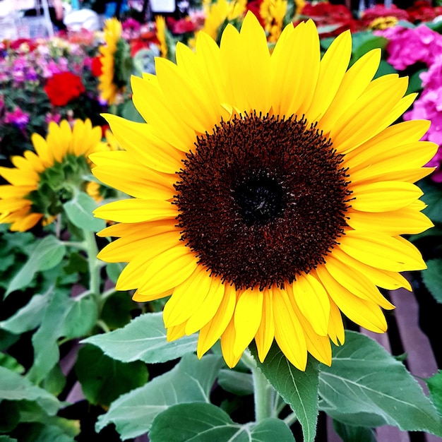 Foto close-up van zonnebloem