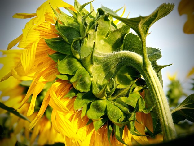 Foto close-up van zonnebloem