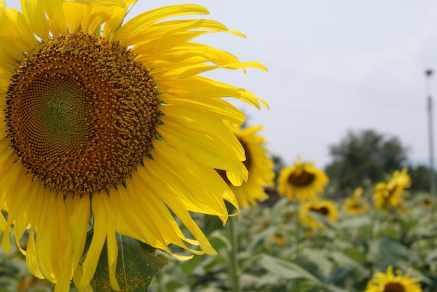 Close-up van zonnebloem