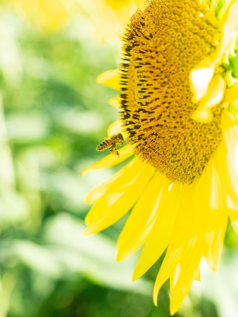 Foto close-up van zonnebloem